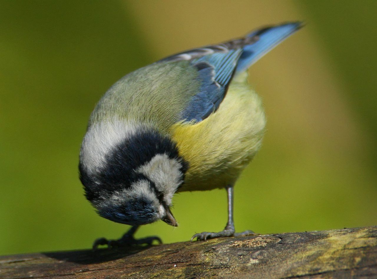 Avifauna humor